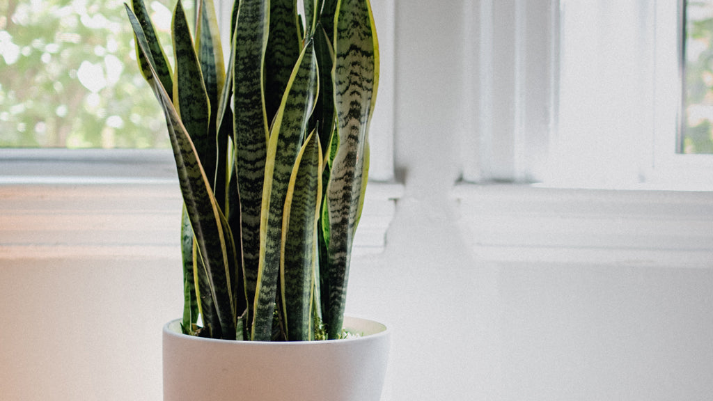 Make Your Home Eco-Friendly