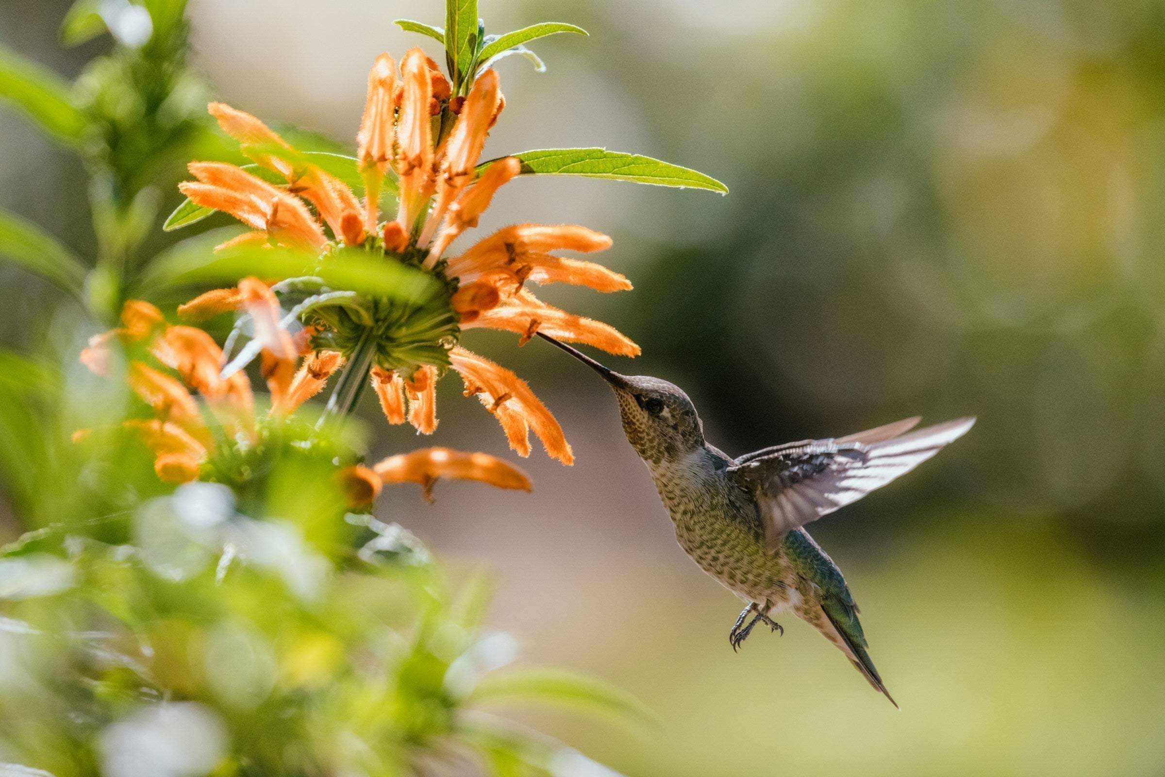 How to Attract Hummingbirds to Your Yard 